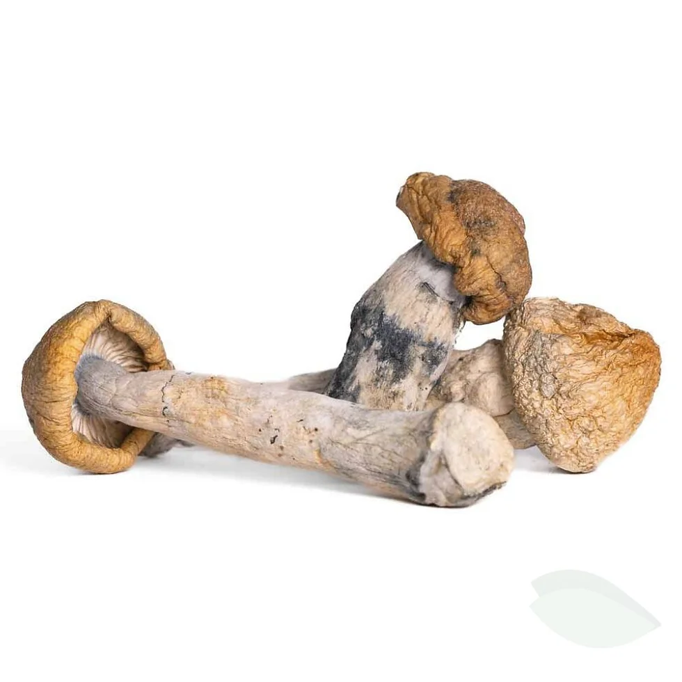 Penis Envy