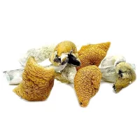 Golden Teacher