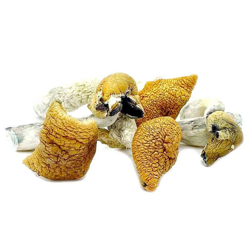 Golden Teacher