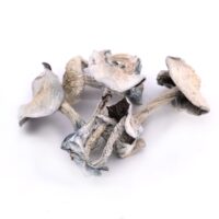Albino Treasure Coast